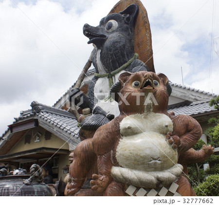 狸の土俵入り　 32777662