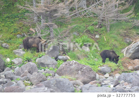 野生のヒグマ2頭（知床半島 西岸／北海道） 32777755