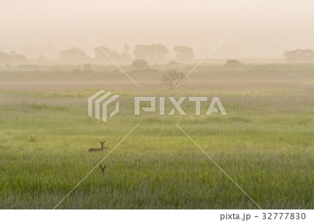 釧路湿原　夏のエゾ鹿2 32777830