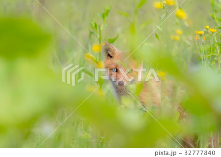 夏の子ギツネ10 32777840