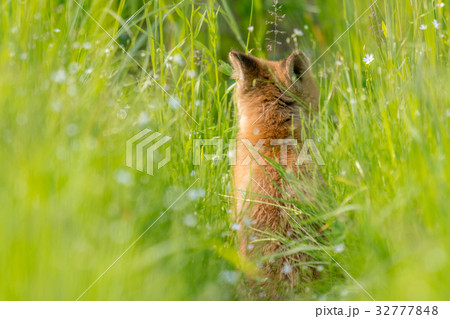 夏の子ギツネ17 夏の子ギツネ17 32777848