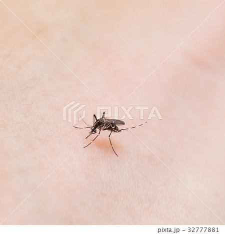 吸血蚊_ヒトスジシマカ 吸血蚊_ヒトスジシマカ 32777881