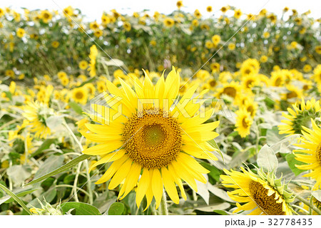ひまわり ひまわり 32778435