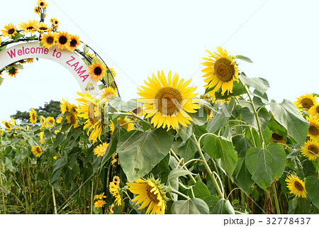 ひまわり ひまわり 32778437