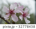 桜 さくら サクラ 32778438