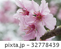 桜 さくら サクラ 32778439