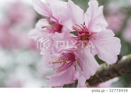 桜 さくら サクラ 32778439