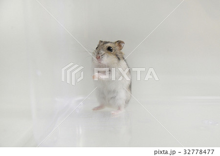 ハムスター ハムスター 32778477