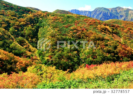 上越国境・清水峠付近の紅葉と谷川連峰 上越国境・清水峠付近の紅葉と谷川連峰 32778557