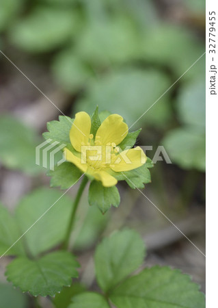 蛇苺 蛇苺 32779455