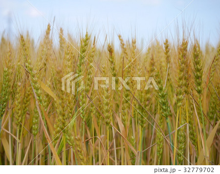 Ripe golden wheat ready for harvest 32779702