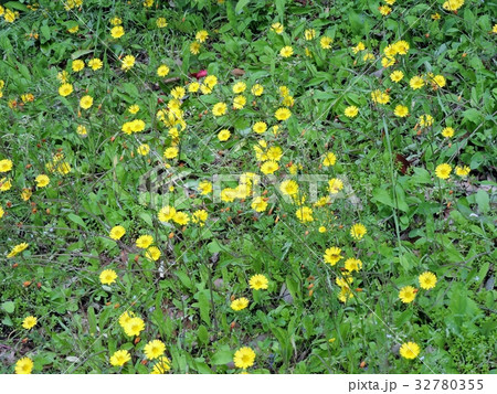 ジシバリの花 ジシバリの花 32780355