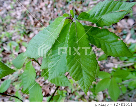 コナラの若葉 32781011