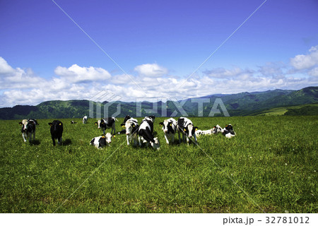 北海道の牧場　牛　乳牛 32781012
