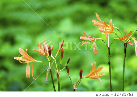 雑木林に咲くキツネノカミソリ 32781763