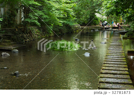 三島・源兵衛川 32781873