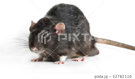 Animal gray rat close-up Animal gray rat close-up 32782110