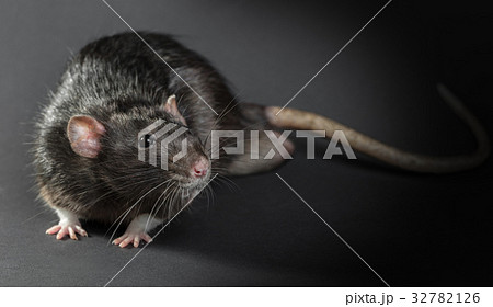 Animal gray rat close-up 32782126