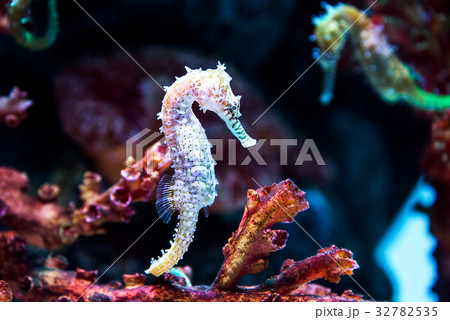 Seahorse deep underwater 32782535