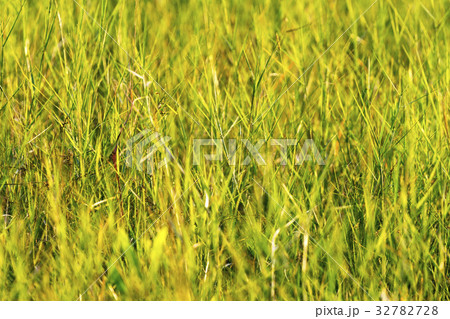 green grass with yellow background 32782728