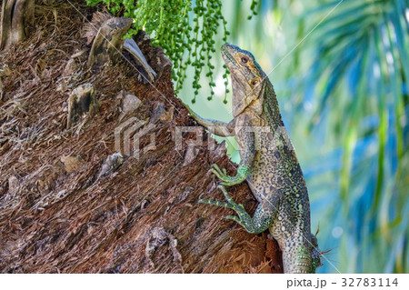 Lizard over trunk 32783114