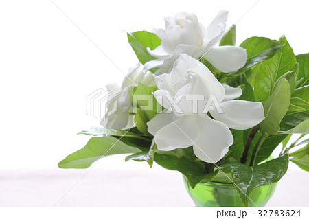 クチナシ(ガラス器)(横 部分 横向き) クチナシ(ガラス器)(横 部分 横向き) 32783624