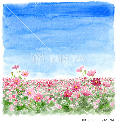 青空とコスモス畑 32784148