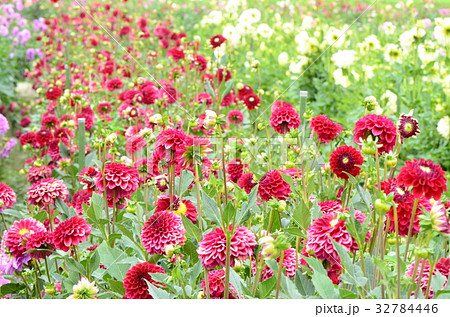 ダリア園 ダリア園 32784446