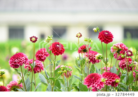 ダリア園 ダリア園 32784449