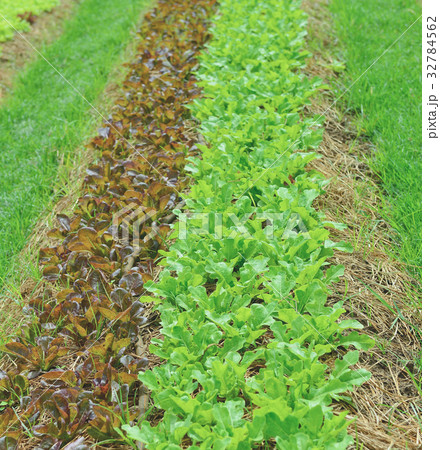 organic  lettuce salad in garden 32784562