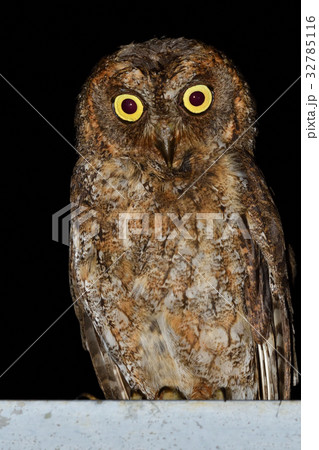 リュウキュウコノハズク リュウキュウコノハズク 32785116