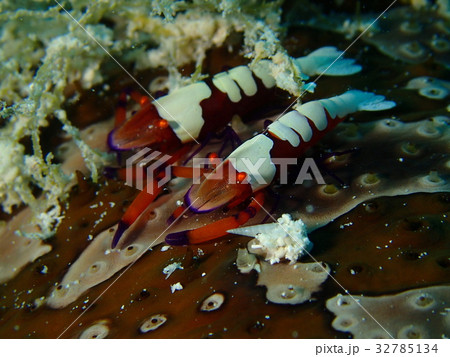 ウミウシカクレエビ シンメトリー ウミウシカクレエビ シンメトリー 32785134