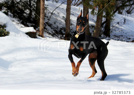 A portrait of The Black Doberman Pinscher dog 32785373
