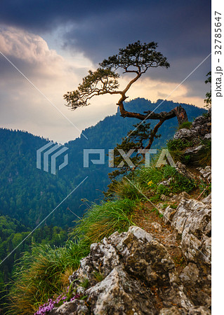 Sokolica peak in Pieniny Mountains 32785647