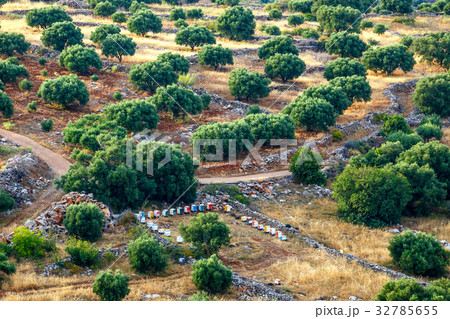 Olive fields on Crete Island in Greece Olive fields on Crete Island in Greece 32785655