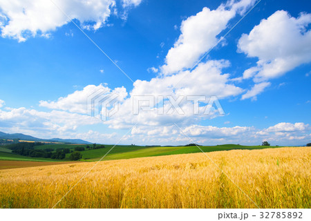 北海道小麦畑 北海道小麦畑 32785892