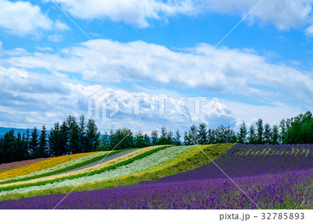 富田ファーム 富田ファーム 32785893