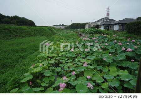 天幕城址 あかぼり蓮園 天幕城址 あかぼり蓮園 32786098