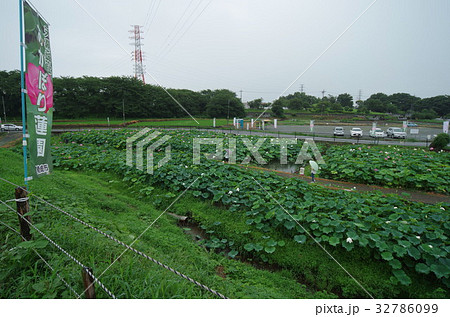 天幕城址 あかぼり蓮園 天幕城址 あかぼり蓮園 32786099