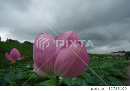 天幕城址 あかぼり蓮園 天幕城址 あかぼり蓮園 32786100