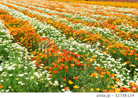 はなびしそう 32786134