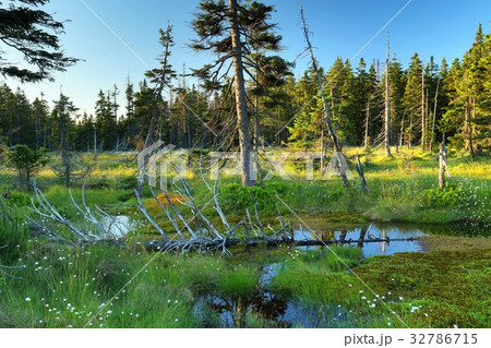 Cernohorske raseliniste in Krkonose mountains 32786715