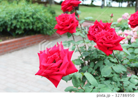 クリスチャンディオール 32786950