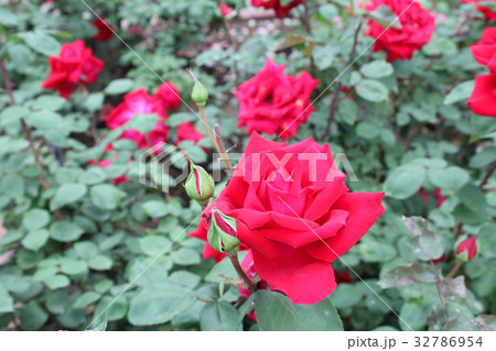 クリスチャンディオール 32786954