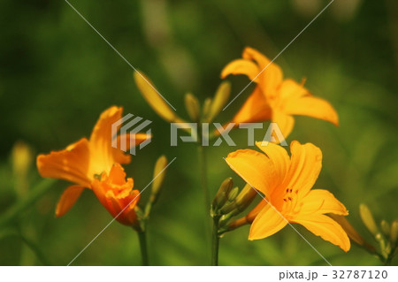ニッコウキスゲ ゼンテイカ 禅庭花の写真素材 ニッコウキスゲ ゼンテイカ 禅庭花の写真素材