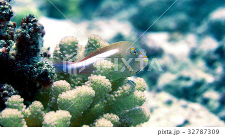 海　写真 32787309