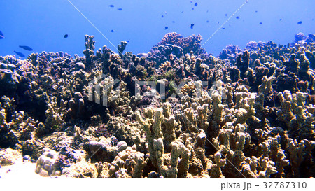 海　写真 32787310