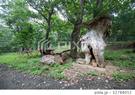 蔵王キツネ村 32788052