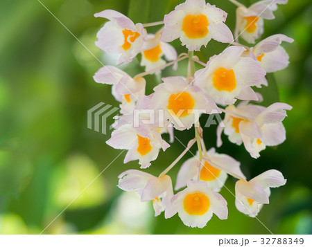 White and yellow orchid flower 32788349