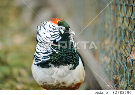 beautiful golden pheasant isolated 32788590